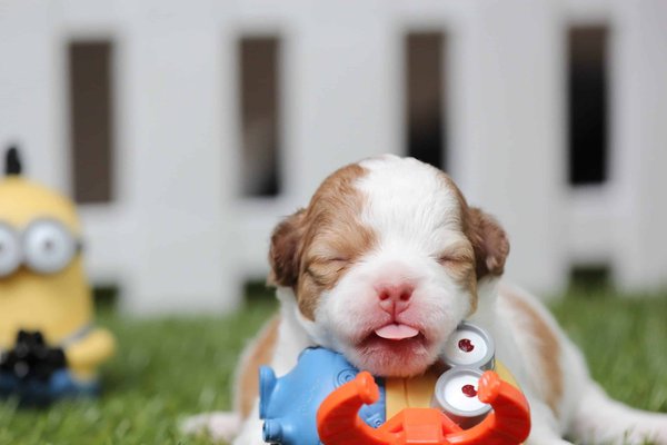 What are the best chew toys for teething puppies?