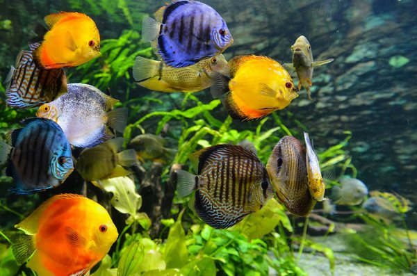 What are the best fish for a community aquarium?